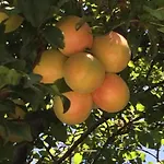 Casa Dei Tramonti Carovigno